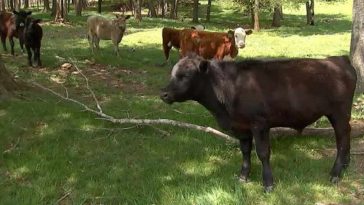 Herd of Cows Help Police Catch Sneaky Suspect