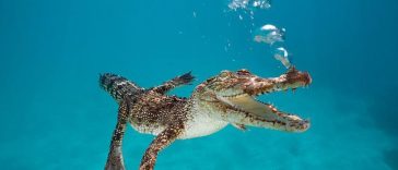 Man Pries Open Crocodile Jaws Off His Head, Manages Escape