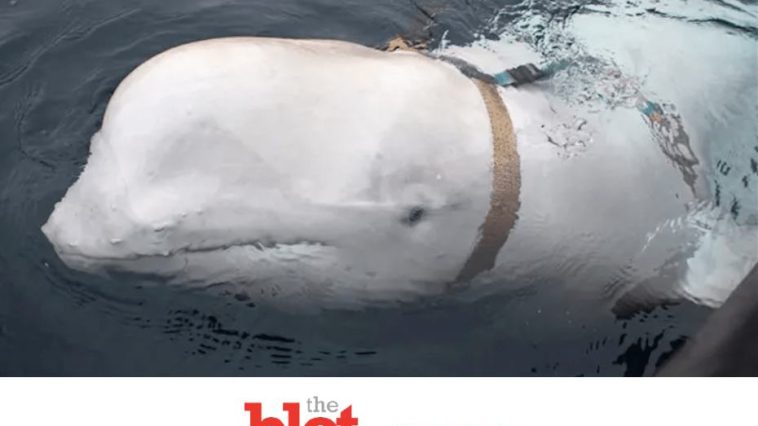 Supposed Russian Spy, Beluga Whale Seen Near Norway