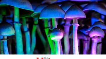 Magic Mushrooms Drugs Will Help Depression With No Trip