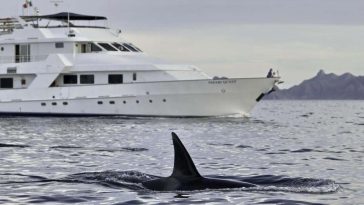 Orcas Toss Yacht Like Rag Doll in Strait of Gibraltar