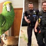 English Police Search Home for Screaming Woman, Only to Find a Parrot