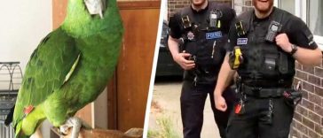 English Police Search Home for Screaming Woman, Only to Find a Parrot