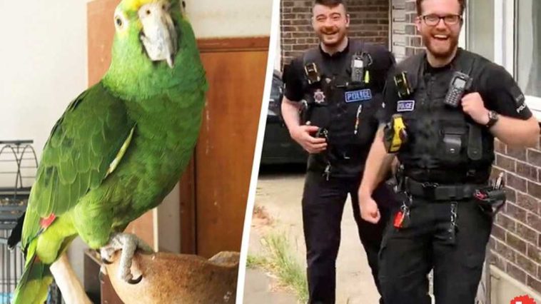 English Police Search Home for Screaming Woman, Only to Find a Parrot