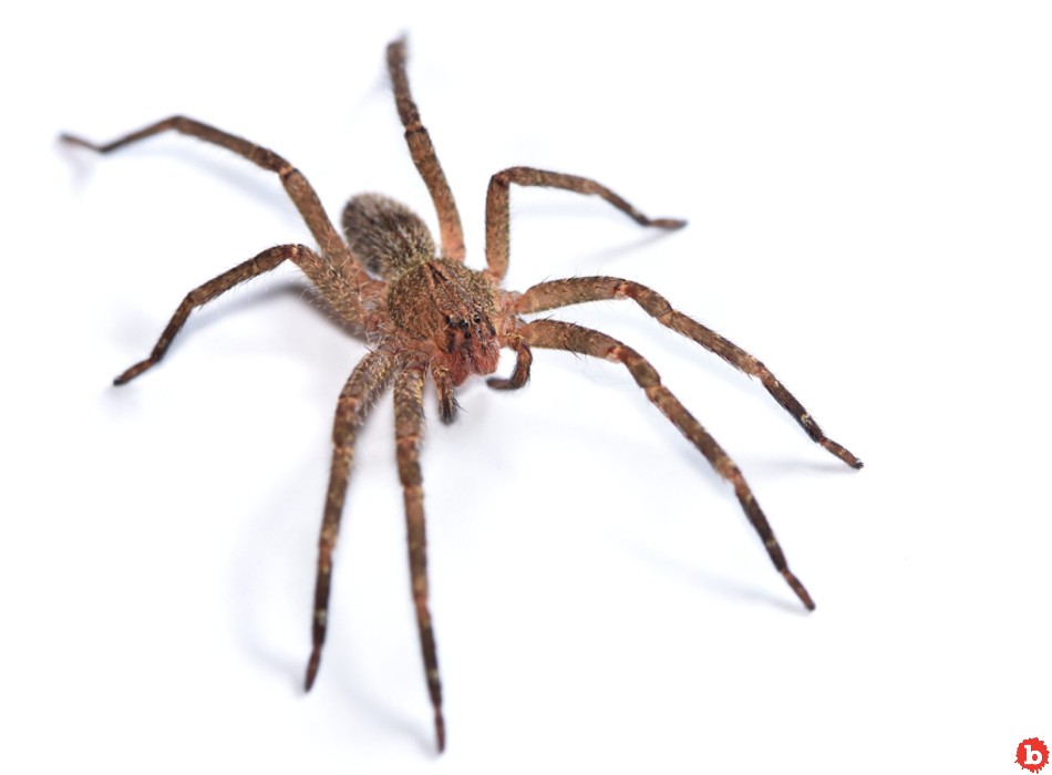 Austrian Supermarket Closed After Dangerous Erections From Spider Bites
