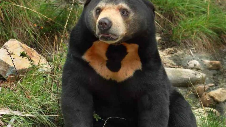 Where You Can Find Sun Bears in the United States