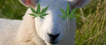 Greek Sheep With Munchies Eat 600lbs of Medical Marijuana