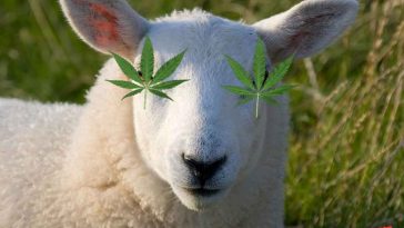 Greek Sheep With Munchies Eat 600lbs of Medical Marijuana