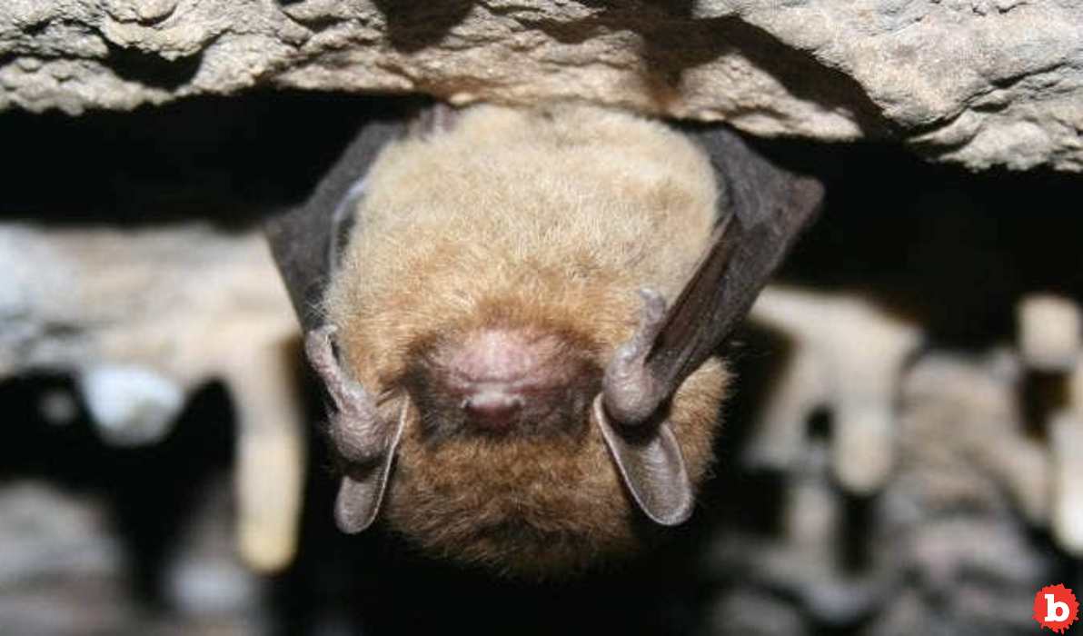 Airbnb Castle Renters Attacked by Cloud of Bats