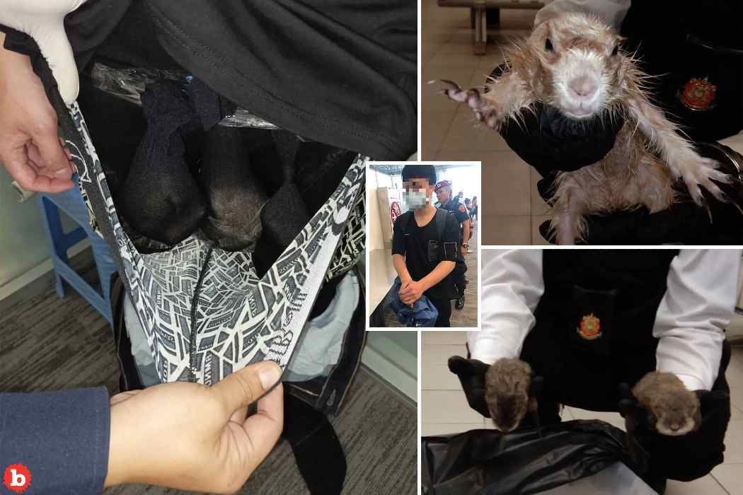 2 Otters And a Prairie Dog Found in Smuggler’s Pants