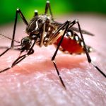 Bug Bites: U.S. Unprepared for Warming Threat of Dangerous Diseases