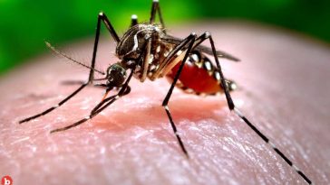 Bug Bites: U.S. Unprepared for Warming Threat of Dangerous Diseases