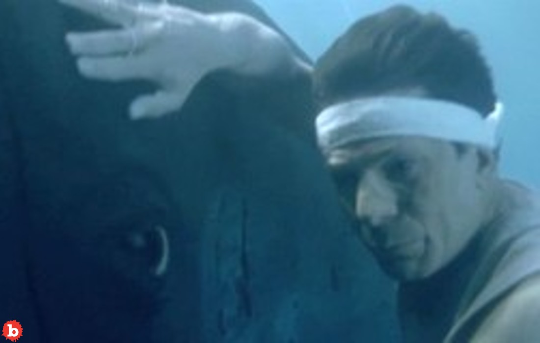 Did Humans Just Talk to a Whale For the First Time Ever?