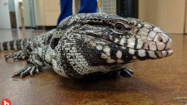 Giant Invasive Lizards On the Loose in South Carolina