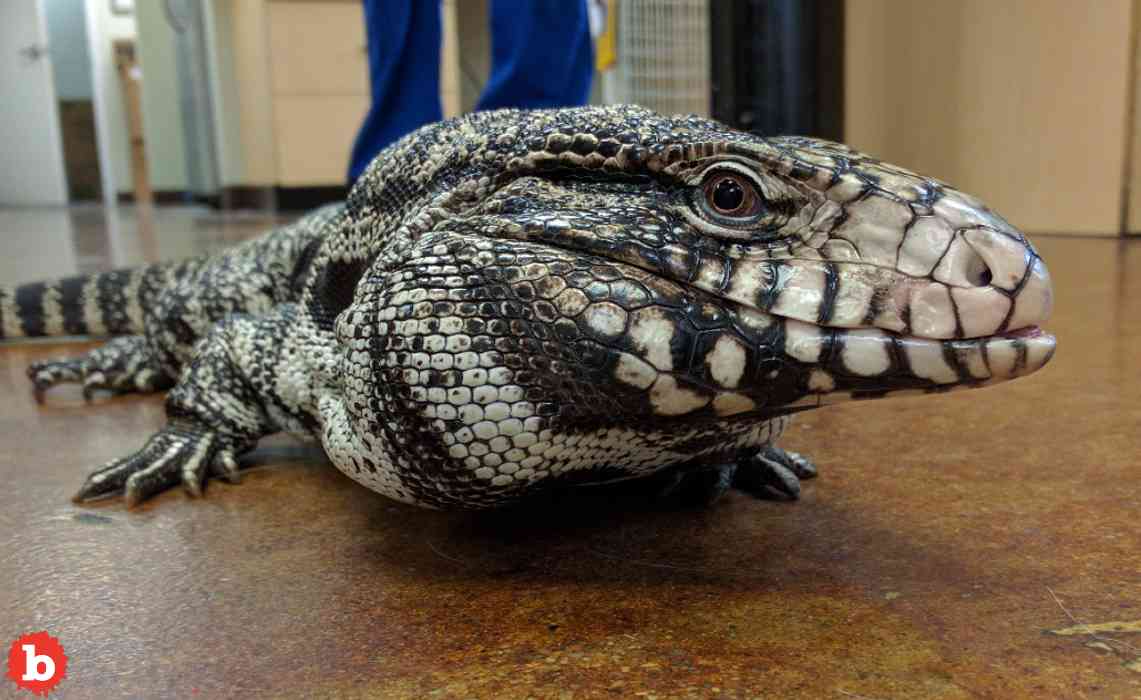 Giant Invasive Lizards On the Loose in South Carolina