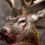 Humans Could Start Catching Scary Zombie Deer Disease