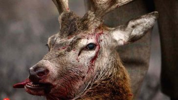Humans Could Start Catching Scary Zombie Deer Disease