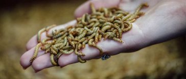 Flight Turns Around From Raining Maggots, Inside the Plane