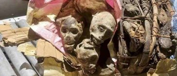 Mummified Monkeys Found At Boston’s Logan Airport