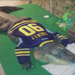 Blind, 750lb Alligator Seized From Hamburg, New York Home