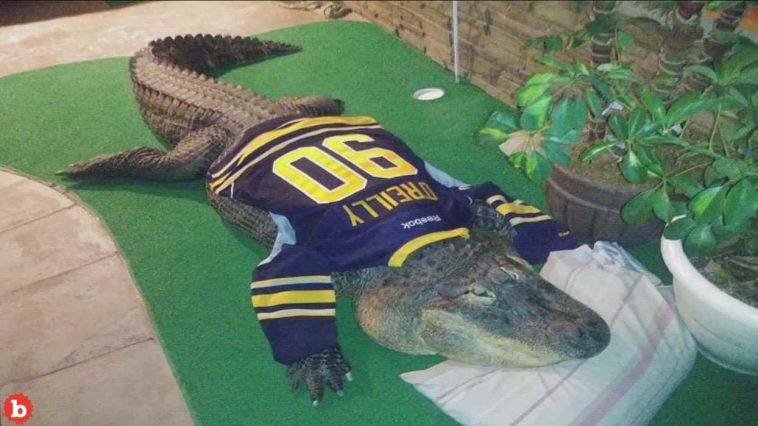 Blind, 750lb Alligator Seized From Hamburg, New York Home