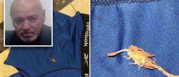 Luxury Vegas Hotel Sued For Scorpion Testicle Sting In Bed