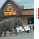 Circus Elephant Escapes in Butte, Montana, Runs Through Town