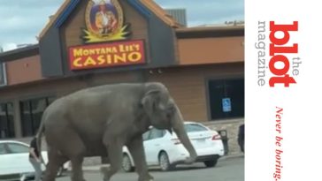 Circus Elephant Escapes in Butte, Montana, Runs Through Town