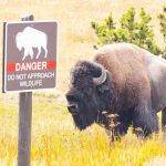 Drunk Touron Kicks Yellowstone Bison, Gets Attacked, Gets Arrested