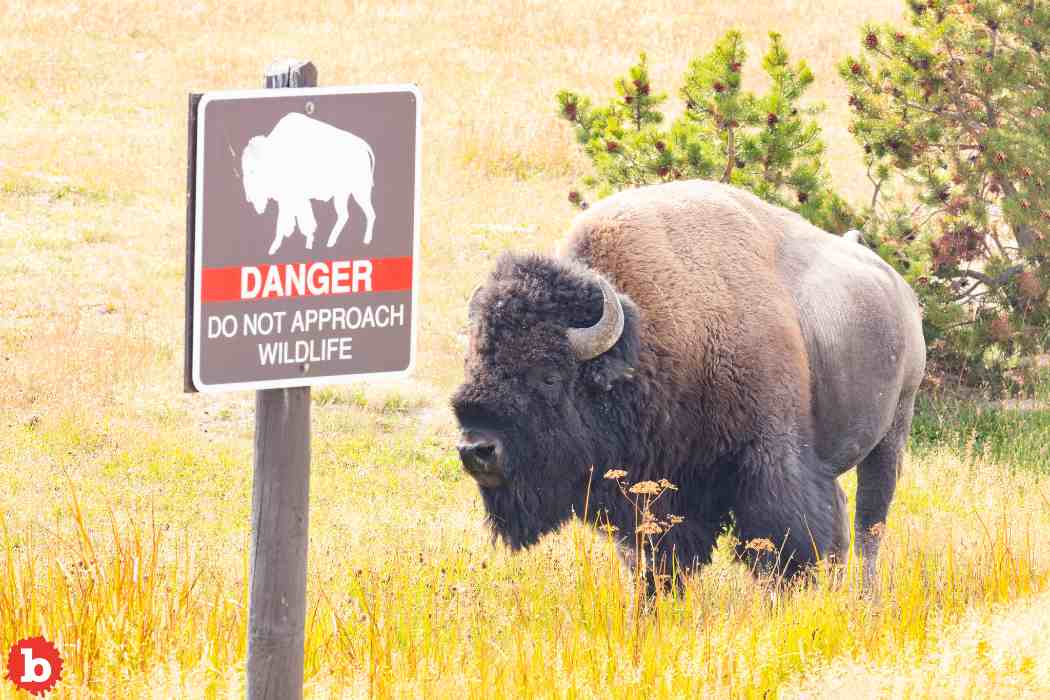 Drunk Touron Kicks Yellowstone Bison, Gets Attacked, Gets Arrested