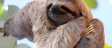 What Is Sloth Fever and How Scared Should You Be?