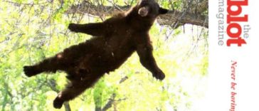 Hunter Illegally Shoots Bear In Tree, Bear Lands on Friend, Killing Him