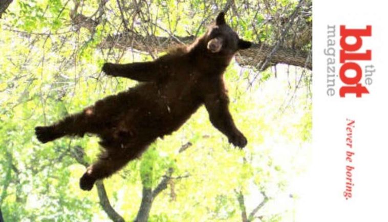 Hunter Illegally Shoots Bear In Tree, Bear Lands on Friend, Killing Him