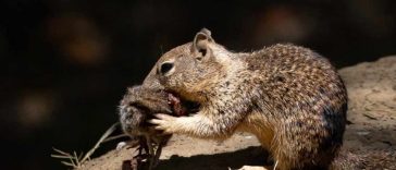California Now Has Predator, Carnivorous Squirrels?