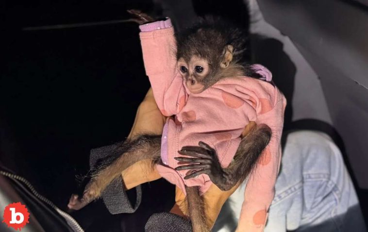 Rolls Royce Traffic Stop Finds Lotsa Weed, Baby Spider Monkey in Onesie