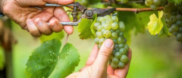 Crazy Doctor Does a Vasectomy to Himself, Films It As Gift to Wife