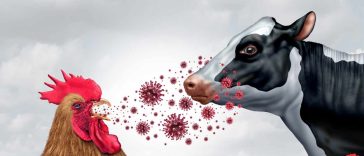 Should We Get Ready For a H5N1 Bird Flu Pandemic Soon?