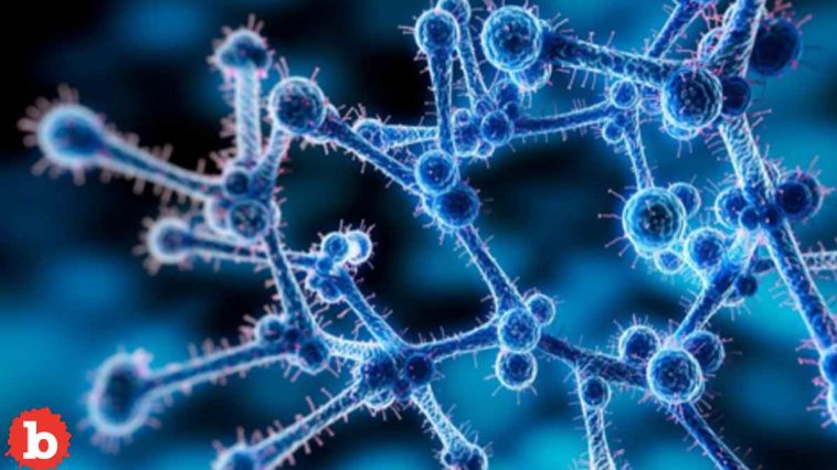 Untreatable Fungus Now Graces Hospitals in 38 States