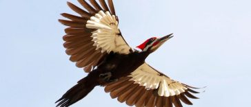 Horny, “Woody” Woodpecker A Menace In Massachusetts
