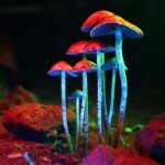 Magic Mushrooms Could Be A Real Longevity Drug