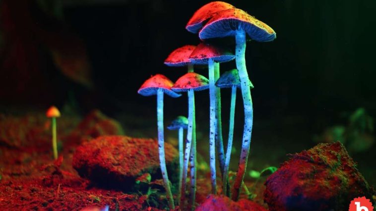 Magic Mushrooms Could Be A Real Longevity Drug