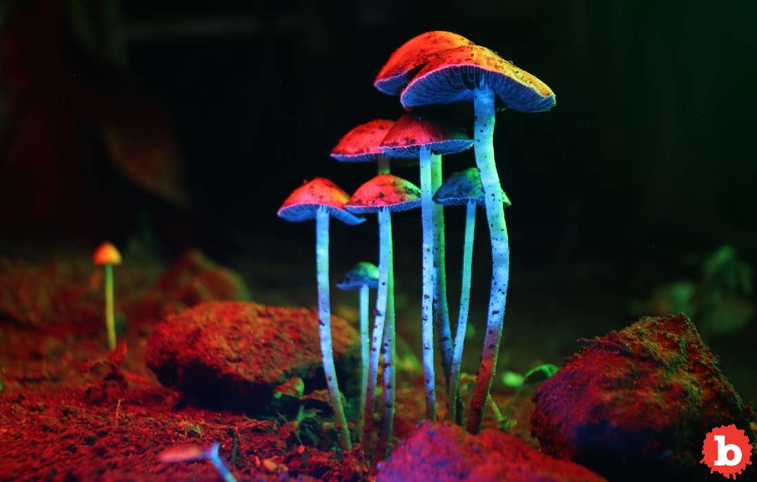 Magic Mushrooms Could Be A Real Longevity Drug