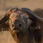 Rich Yankee Trophy Hunter Killed By Prey On Safari