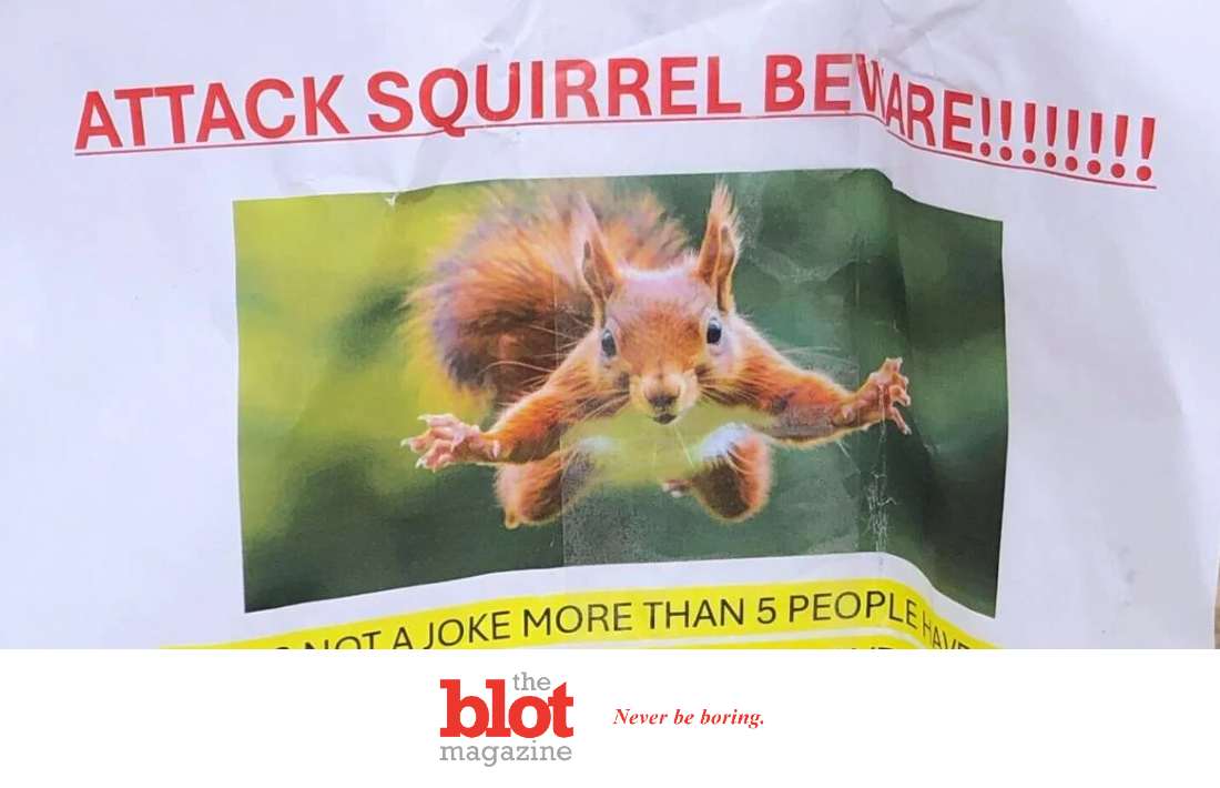 Attack Squirrel Sends 2 People to ER in San Francisco