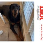 Border Patrol Enters El Paso Home, Shoots Family Dog Dead