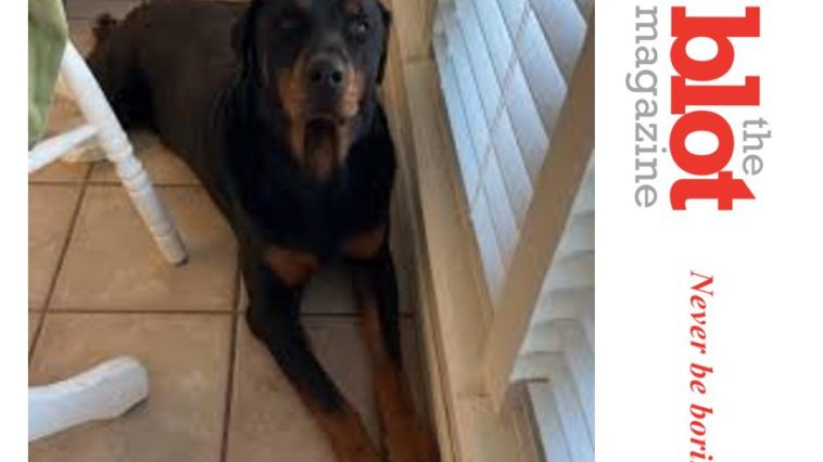 Border Patrol Enters El Paso Home, Shoots Family Dog Dead