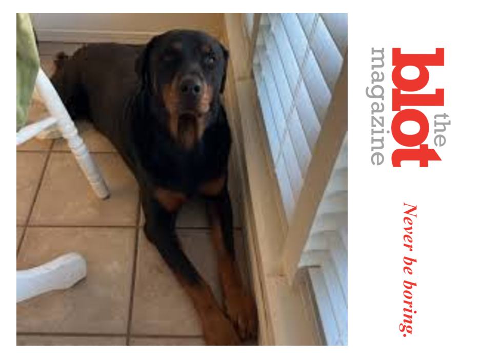 Border Patrol Enters El Paso Home, Shoots Family Dog Dead