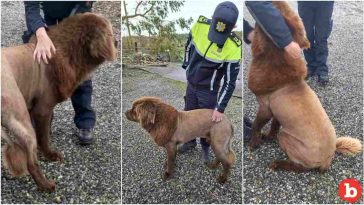 Viral Video of Lion In Ireland That Was Anything But