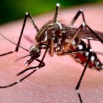 US Travelers Warned of Uncurable Mosquito Virus, Chikungunya