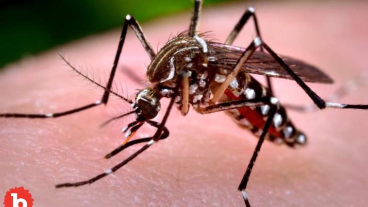 US Travelers Warned of Uncurable Mosquito Virus, Chikungunya